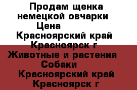 Продам щенка немецкой овчарки › Цена ­ 7 000 - Красноярский край, Красноярск г. Животные и растения » Собаки   . Красноярский край,Красноярск г.